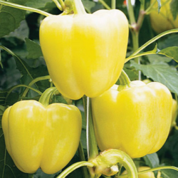 Papryka Belladonna F1 500 nasion st